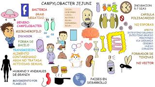 Campylobacter jejuni [upl. by Aicsile]