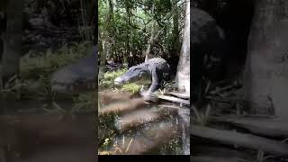 Giant crocodile 🐊 LOLONG in Bunawanphilippines short [upl. by Kosey238]