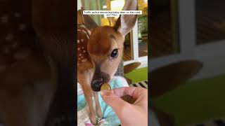 Traffic police rescue lost baby deer on the road and then  deer babydeer short [upl. by Alejo]