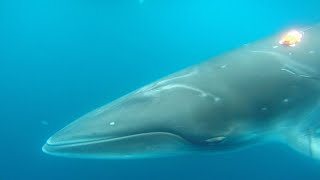 Camera attached to a minke whale captures rare footage – video [upl. by Gar]