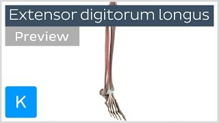 Functions of the extensor digitorum longus muscle preview  3D Anatomy  Kenhub [upl. by Norved]