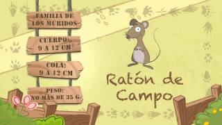 Las características del RATÓN DE CAMPO [upl. by Seem786]