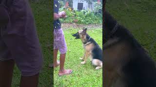 පුංචි Dog Trainer 😍🥰 germanshepherd [upl. by Adnilim]