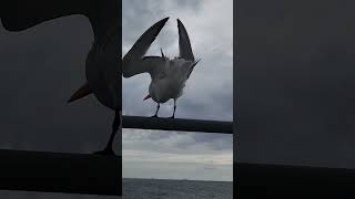 When the seabirds love your ship seafarers seabirds seagulls cargocarrier ocean ornithology [upl. by Allerie]