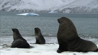 Soaked penguins amp mating seals  Antarctica Ep3 [upl. by Mann]