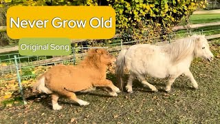 Never Grow Old Cute Shetland Foal❤️🐴🎶 [upl. by Iznekcam932]