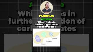 Enzymes and Their Functions Explained in 60 seconds😱📚⏰🔥class10 class10biology enzymes [upl. by Boutis352]