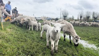 Geen eitjes maar lammetjes zoeken op Tweede Paasdag tijdens lammetjesdag [upl. by Ahtebat]