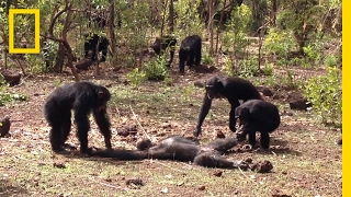 Aftermath of a Chimpanzee Murder Caught in Rare Video  National Geographic [upl. by Brozak]