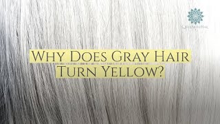 Why Does Gray Hair Turn Yellow 7 External Causes and Solutions [upl. by Beatriz814]