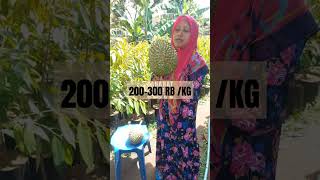 200300 RB PER KILO BOLO MUSANGKING [upl. by Nivram]