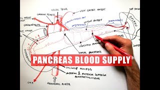 PANCREAS Blood Supply  Anatomy Tutorial [upl. by Natsuj]