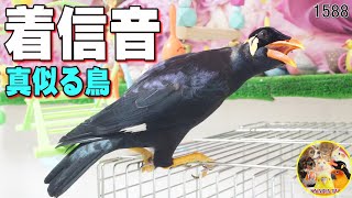 着信音を完コピする九官鳥＋最近の犬とインコ達｜hill mynah bird imitates ringtones 1588 [upl. by Razaele]