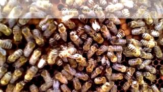 Honey Bees Waggle Dance [upl. by Orazio]