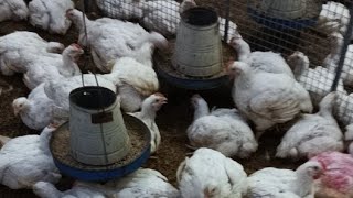 poultry farm day 31 routine hard work  1200 broiler chicken feeding medication amp light schedule [upl. by Nayllij18]