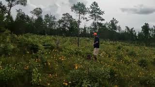 Catoosa Grasslands Orchids [upl. by Attelahs]