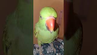 Jo hamse Jale thoda side se chale diggus comedyvideos funny funnymoment [upl. by Sivrep]