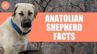 Anatolian Shepherd Dog Breed 9 Amazing Facts You Must Know [upl. by Akiras]