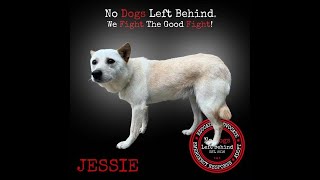 Jessie  619 dog meat truck survivor [upl. by Queen]