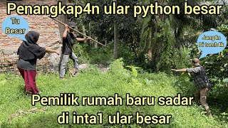 PEMILIK RUMAH KAGET MELINGKAR ULAR PYTHON BESAR DI RUMAH NYAANAK NYAR1S JADI KORB4N [upl. by Shulins]