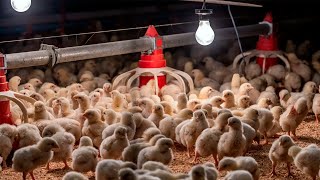 How Farmer Raise Millions of Poultry on the Broiler Farm  Chicken Farming [upl. by Kerman]