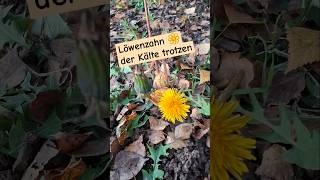 Löwenzahn blüht trotz Kälte🌼🌼 löwenzahn blüte shorts Garten wiese Kälte trotzen [upl. by Elmore]