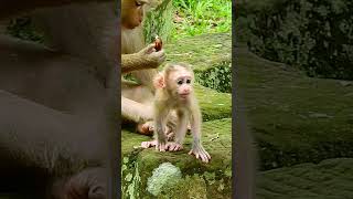 Monkey Mom vs Baby The Ultimate Play Battle lovelywildlifeangkor animal animals [upl. by Ottinger497]