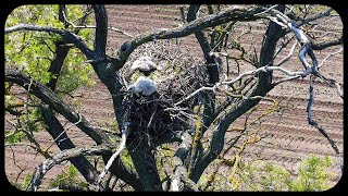 Nest of the longlegged buzzard Buteo rufinus in Hungary Pest County [upl. by Sirap]