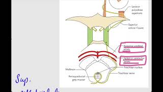 Trochlear Nerve4th cranial nerveOphthalmologyCN IV [upl. by Treblih]