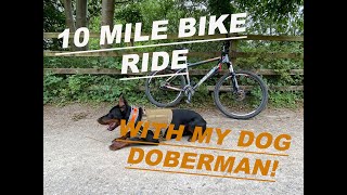 10 MILE BIKE RIDE WITH MY EUROPEAN DOBERMAN  EXERCISE  WORKING DOG [upl. by Annohs]