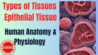 Types of Tissues I Epithelial Tissue I HUMAN Anatomy amp Physiology pharmacy [upl. by Sanford81]