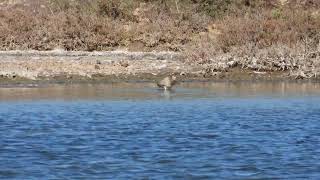 BarTailed Godwit Pittima minore Limosa lapponica [upl. by Yznil]