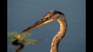 Anhinga Trail Everglades NP May 6 2023 [upl. by Adnyleb]