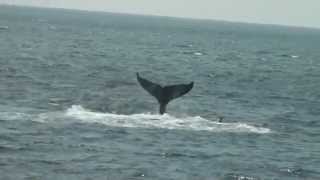 Humpback Whale Tailslap [upl. by Ioab265]