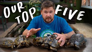 TOP 5 BEST TORTOISE SPECIES Hardiest amp Easiest [upl. by Neimad448]