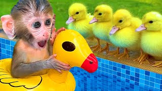 Baby Monkey Bon Bon Eat Fried Egg And Swimming With Cute Puppy and Duckling  MONO BONBON ESP [upl. by Ingham]