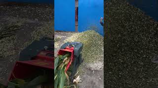 Chaff cutter easy to use dawnagro machinery farmer chaffcutter [upl. by Nysa]