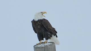 Beautiful bald eagle calls amp takes flight [upl. by Alyose]