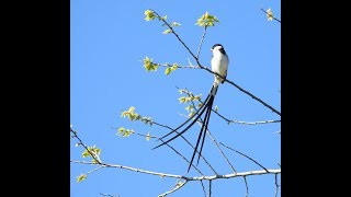 Call of the Pintailed Whydah  Filmed by Greg Morgan [upl. by Lustick]