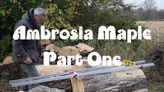 Ambrosia Maple Part One chainsaw mill [upl. by Nylloh]