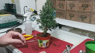 09  How To Bonsai a Chamaecyparis Top Point False Cypress Dec 2022 [upl. by Tyree]