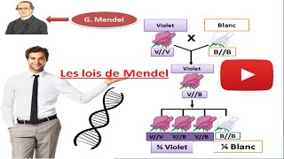 les lois de Mendel cours de génétique 1 ère loi de Mendel [upl. by Jeremiah]