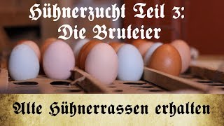 Zucht alter Hühnerrassen  Teil 3 Auswahl und Lagerung der Bruteier [upl. by Carlos]