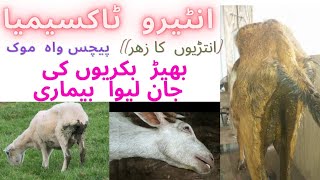 entirotoxemia disease in sheep amp goats symtemstreatment and precutions [upl. by Eisele]