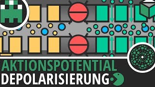 Aktionspotential Depolarisierung einfach erklärt│Biologie Lernvideo│Learning Level Up [upl. by Enael315]