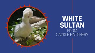 White Sultan Chicken Breed Breeder Flock  Cackle Hatchery [upl. by Celestyna401]