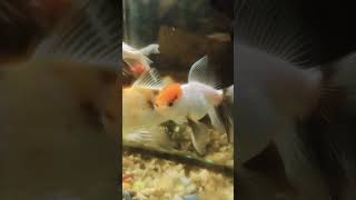 Panda goldfish viralshort shortvideo shorts goldfish pandafish music relaxing nature [upl. by Callista]