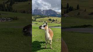 Alpe di Siusi Dolomites Italy 🇮🇹 [upl. by Gianna978]