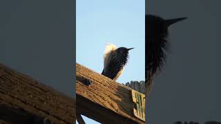 Common StarlingsSturnus Vulgaris [upl. by Nnyledam]