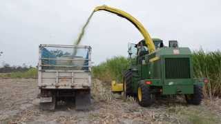 Napier grass harvesting [upl. by Eberhard727]